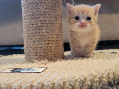 Tigger - Munchkin - Gallery Photo #1
