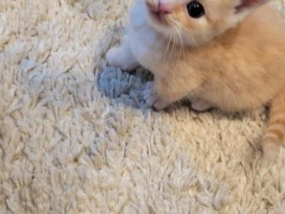 Tigger - Munchkin - Gallery Photo #1