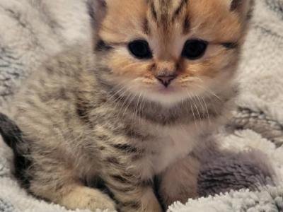 Jake - Scottish Fold - Gallery Photo #1