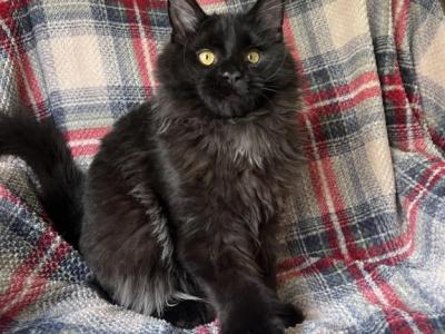 Boy V74 - Maine Coon - Gallery Photo #1
