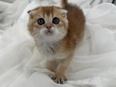 Tomas - Scottish Fold - Gallery Photo #1