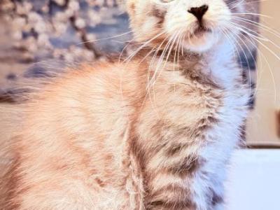 Polydactyl Silver Male - Maine Coon - Gallery Photo #1