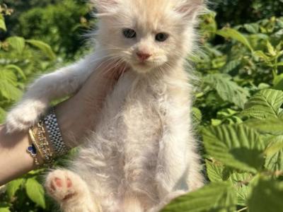Red Silver Female - Maine Coon - Gallery Photo #1