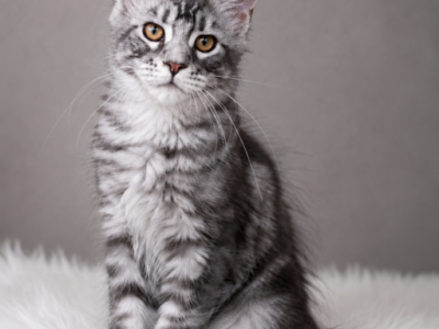 Girl V80 - Maine Coon - Gallery Photo #1