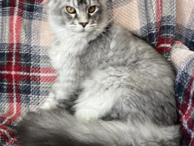 Mike - Maine Coon - Gallery Photo #1