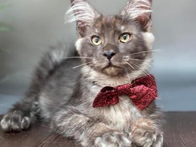 Qvest - Maine Coon - Gallery Photo #1