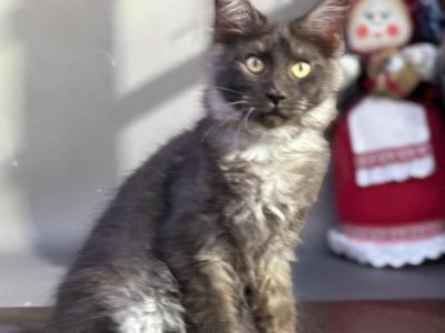 Stirch - Maine Coon - Gallery Photo #1
