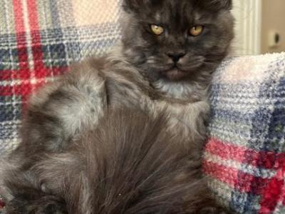 Boy V67 - Maine Coon - Gallery Photo #1