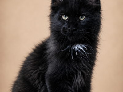 Boy V72 - Maine Coon - Gallery Photo #1