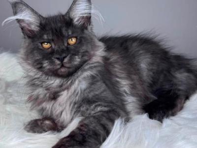 Bunya - Maine Coon - Gallery Photo #1