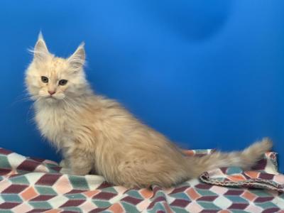 Red Silver Female - Maine Coon - Gallery Photo #1