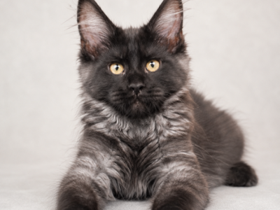 Girl V77 - Maine Coon - Gallery Photo #1