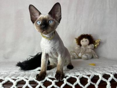 Chocolate Point - Devon Rex - Gallery Photo #1