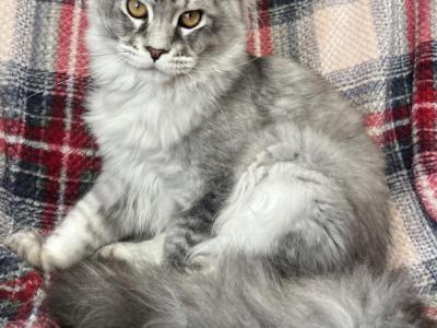 Mike - Maine Coon - Gallery Photo #1