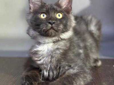 Stitch - Maine Coon - Gallery Photo #1