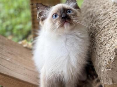 Aspen - Ragdoll - Gallery Photo #1