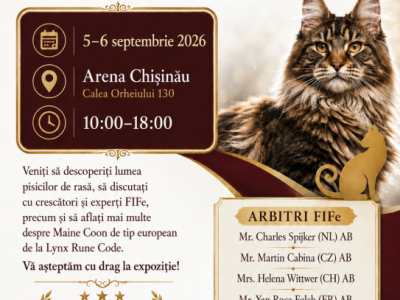 Join The FIFe International Cat Show In Europe - Maine Coon - Gallery Photo #1