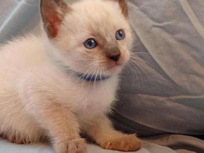 Sammy Seal  Point Siamese - Siamese - Gallery Photo #1