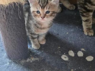 No - Domestic - Gallery Photo #1