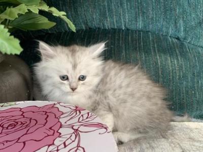 Silver Kittens - Siberian - Gallery Photo #1