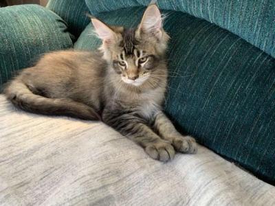 Brown Boy - Maine Coon - Gallery Photo #1
