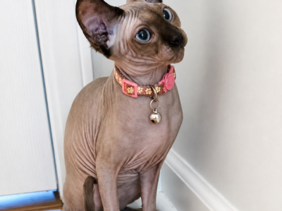 Mini Litter - Sphynx - Gallery Photo #1