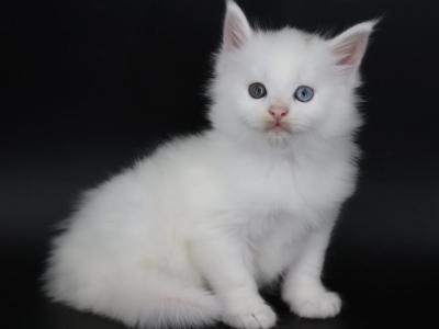 Emperor - Maine Coon - Gallery Photo #1