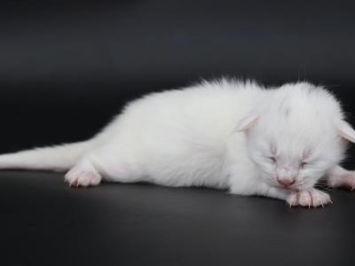 Klaus - Maine Coon - Gallery Photo #1