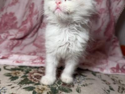 Holly's Litter - Ragdoll - Gallery Photo #1