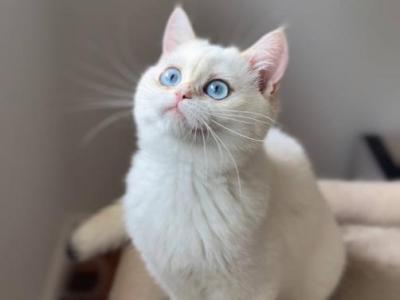 Lamajeur Cattery Chinchilla Kitten Deep Blue Eyes - British Shorthair - Gallery Photo #1
