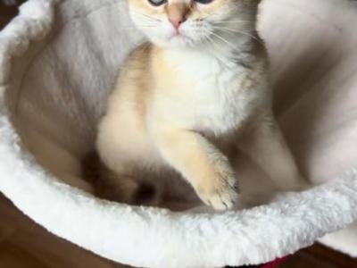 Lamajeur Cattery Golden Chinchilla Kitten - British Shorthair - Gallery Photo #1
