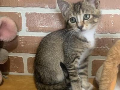 Abyssinian Type Mixed Breed Kitten - Abyssinian - Gallery Photo #1