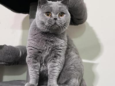 Helga - British Shorthair - Gallery Photo #1