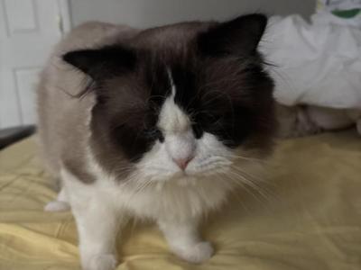 Bob - Ragdoll - Gallery Photo #1