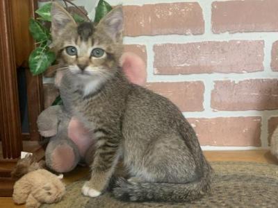 Abyssinian Type Mixed Breed Kitten - Abyssinian - Gallery Photo #1