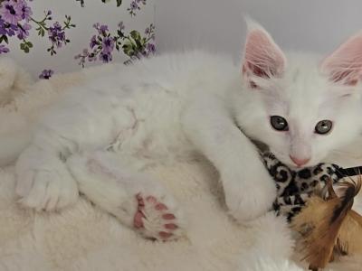 Knuckles - Maine Coon - Gallery Photo #1