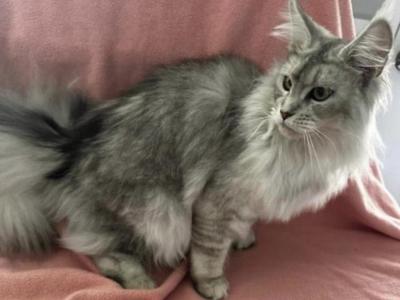 Maine Coon Female - Maine Coon - Gallery Photo #1