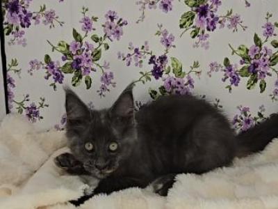Cali - Maine Coon - Gallery Photo #1