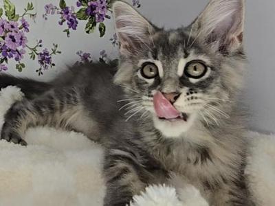 Calypso - Maine Coon - Gallery Photo #1
