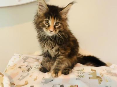 May Kittens - Maine Coon - Gallery Photo #1