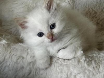 Torch - Ragdoll - Gallery Photo #1