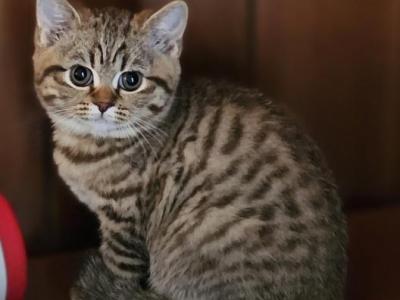 Tiger - Scottish Fold - Gallery Photo #1