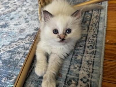 Kindle - Ragdoll - Gallery Photo #1