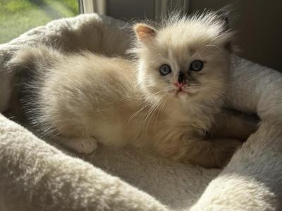 Enya - Ragdoll - Gallery Photo #1