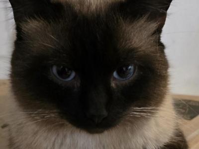 Female And Male Bonded Siamese Cats - Siamese - Gallery Photo #1