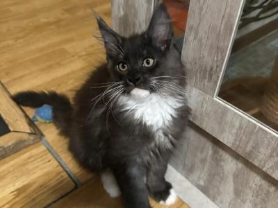 Maine Coon Kittens - Maine Coon - Gallery Photo #1