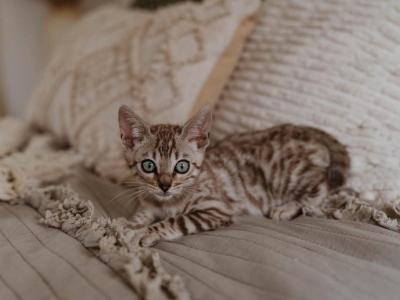 Leah's Littles - Bengal - Gallery Photo #1