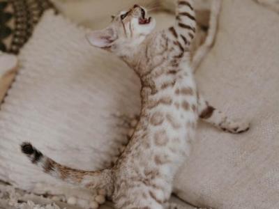 Leah's Littles Male 2 - Bengal - Gallery Photo #1