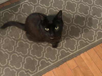 Onyx - Domestic - Gallery Photo #1