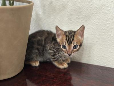 May 21st Bengal Kittens - Bengal - Gallery Photo #1